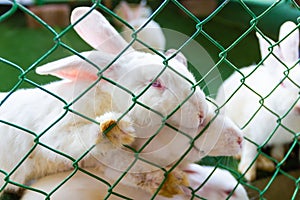 White rabbit in the green cage in zoo Asia Thailand.