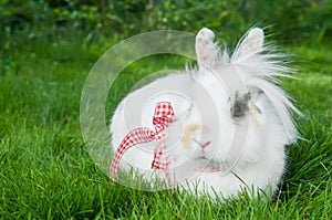 White rabbit on green grass