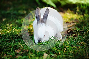 white rabbit on a green grass