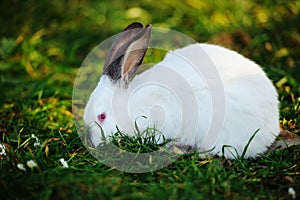 white rabbit on a green grass