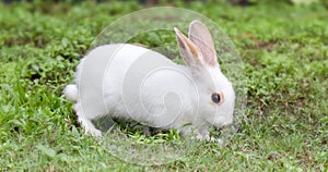 White rabbit on green grass