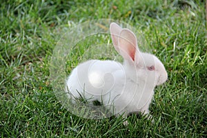 White rabbit and green grass