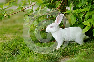 White rabbit on a green grass