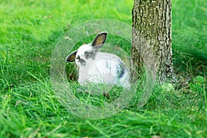White rabbit on green grass. Home decorative rabbit outdoors. Little bunny