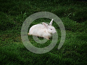 A white rabbit on a green lawn in the afternoon