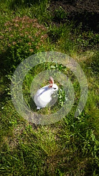 White rabbit on green summer grass.
