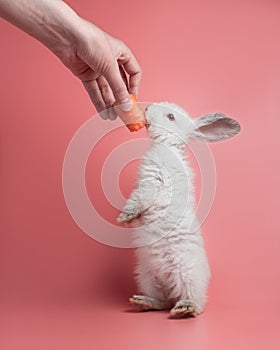 White rabbit with grey ears stands on its hind legs. Fluffy pet with long ears on a pink background. Feedind bunny