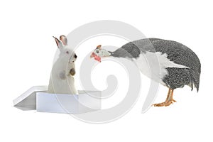White rabbit and guinea fowls