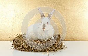 White rabbit in hay nest