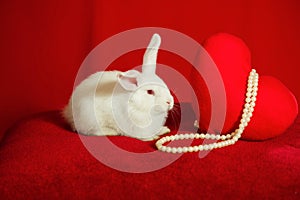 White rabbit and heart on red background