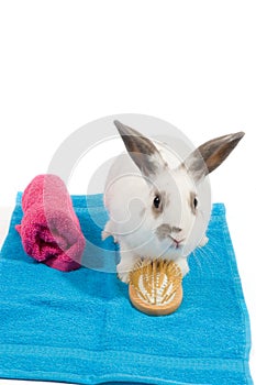 White rabbit is holding a brush on a blue towel