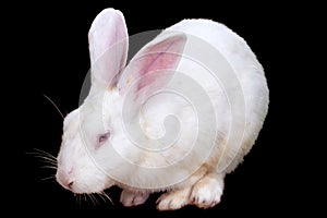 White Rabbit,Isolated