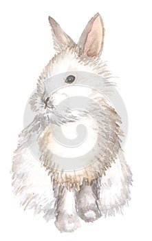 White rabbit isolated