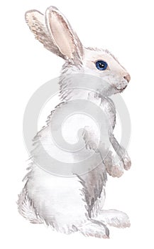 White rabbit isolated