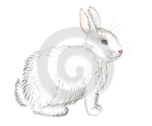 White rabbit isolated