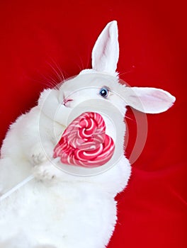 White rabbit isolated on red holding a heart-shaped lollipop