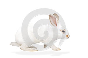 white rabbit isolated on white
