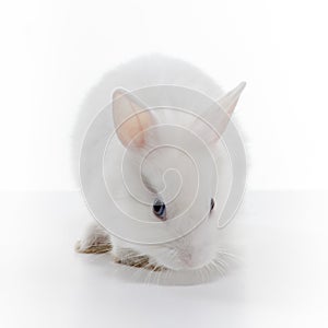 White rabbit isolated on white