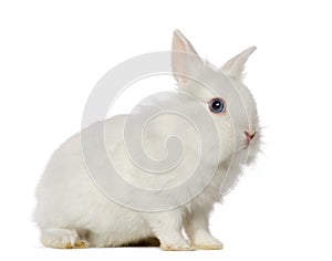 White Rabbit, isolated on white