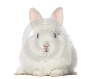 White Rabbit, isolated on white