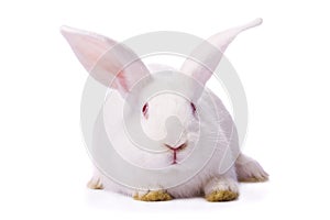 White rabbit isolated on white