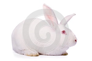 White rabbit isolated on white