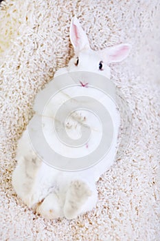 White rabbit isolated on white lying on his back