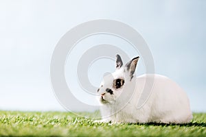White rabbit laying on green meadow