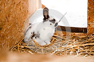 White rabbit looking out of a rabbit shop. Bunny pet stand on hay. Rabbit hutch on farmer yard
