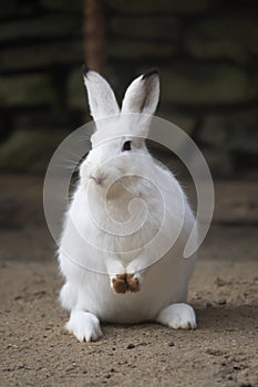 A white rabbit looks into the camera