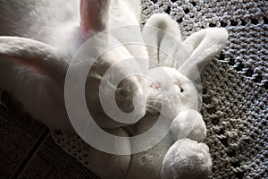 A white rabbit, lying on the crochet rug. photo
