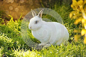 White rabbit in a meadow