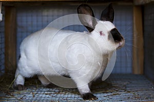 White rabbit meat breed