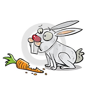 White rabbit munching on a carrot