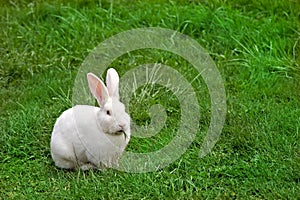 White Rabbit munching grass