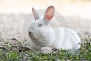 White rabbit outdoors.Close up bunny rabbit in agriculture farm.Rabbits are small mammals in the family Leporidae photo