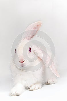 White rabbit over light background