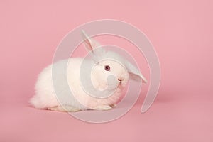 White rabbit on a pink background with one ear up