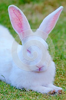 White rabbit with pink ears on the grass