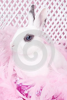 White Rabbit with Pink Feather Boa