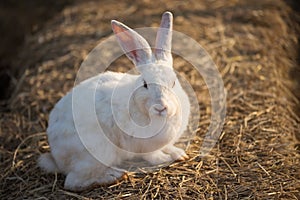 white rabbit portrait on dry grass