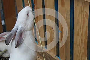 A white rabbit reaches for grass straw food against a wooden fence