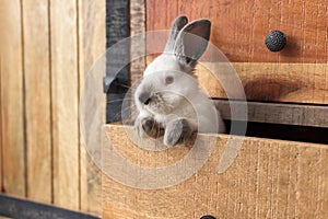 White Rabbit with red eyes in an old wooden drawer