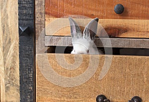 White Rabbit with red eyes in an old wooden drawer