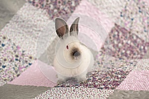 White rabbit with red eyes on a pink and violet blanket with flowers