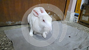 A White Rabbit resting after knocking door of toilet in house Delhi India INDIA