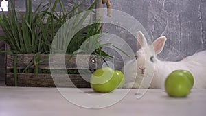 A white rabbit resting next to four apples and a wooden basket filled