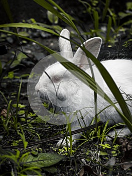 White rabbit roaming free on the ground