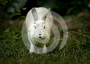 A white rabbit running in the garden in spring