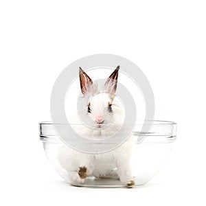 White Rabbit in Salad Bowl